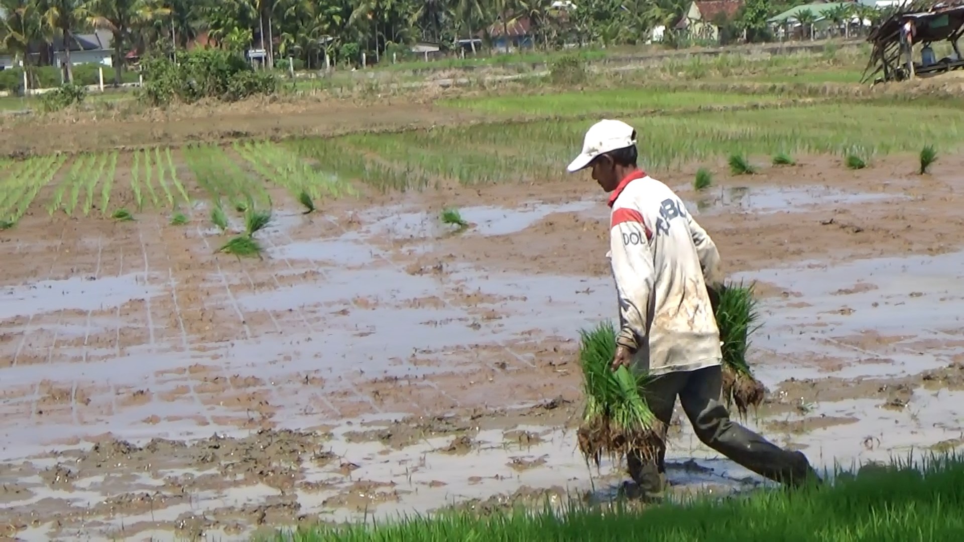 Asuransi Gratis 500 Ha Sawah, Premi Dibayar Pemprov Bengkulu