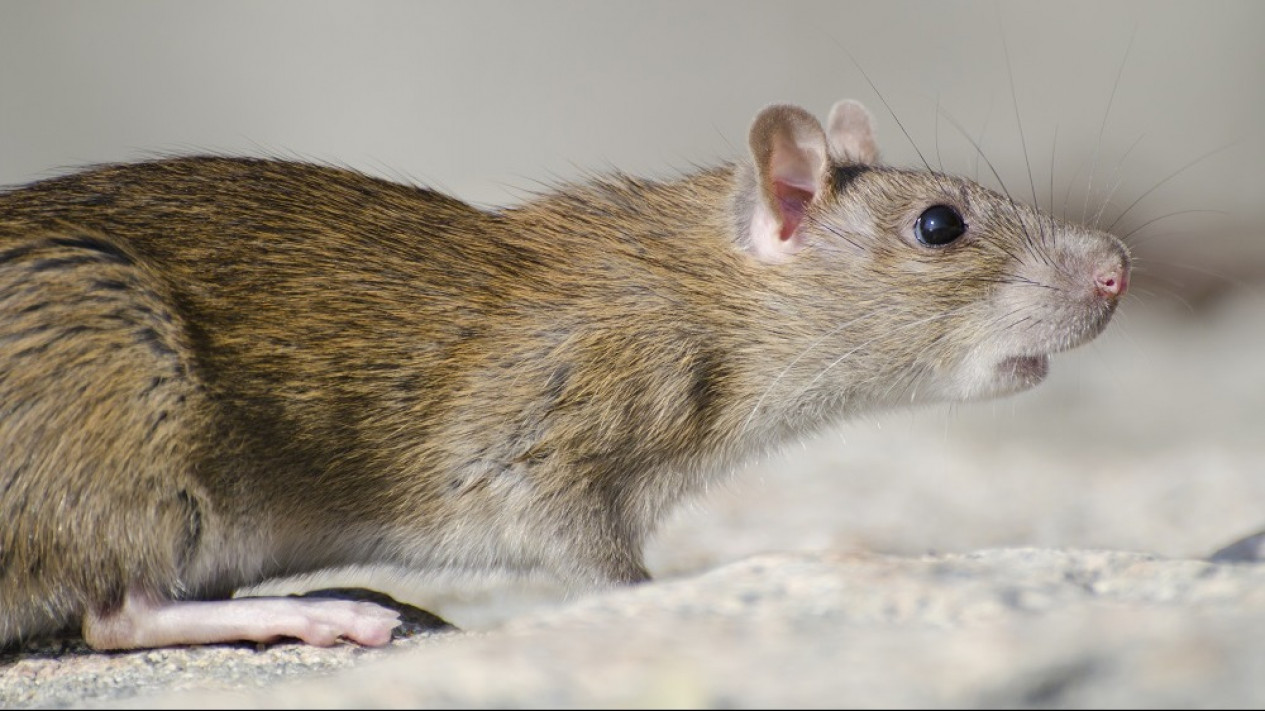 Selain Kucing, Ternyata Hewan Ini juga Bisa Membasmi Tikus