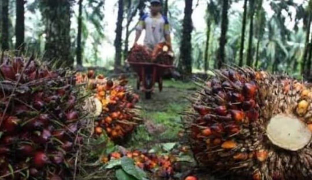 31 Kelompok Tani Bengkulu Usulkan Peremajaan Kebun Sawit, Ini Daftar Lengkapnya