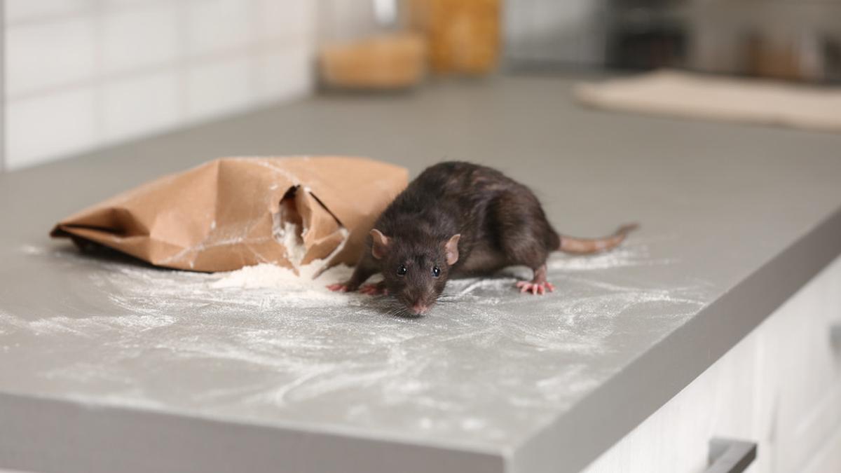Tidak Perlu Beli Racun, Cukup Pakai Garam, Tikus Tidak Berani Lagi Balik ke Rumah