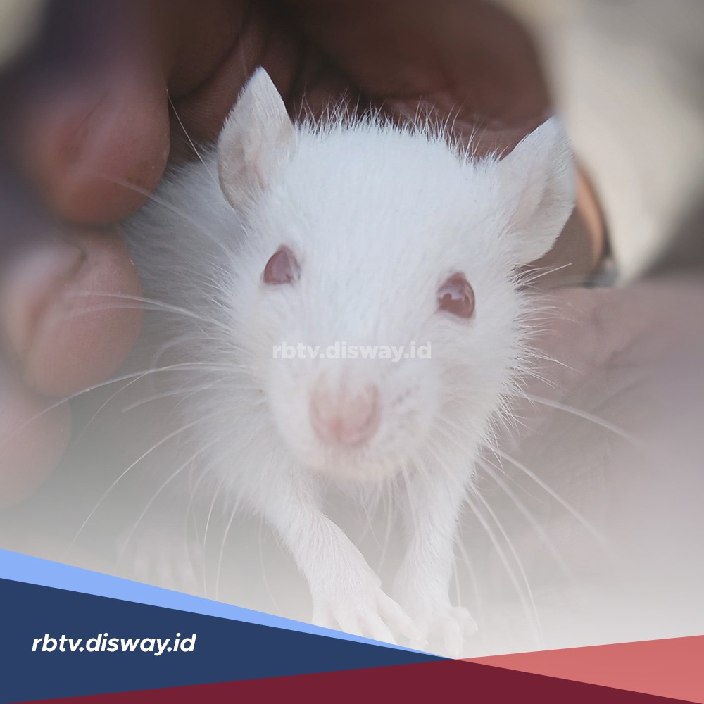 Tidak Perlu Beli Racun, Cukup Tanam 6 Jenis Tanaman Ini Usir Tikus dari Rumah