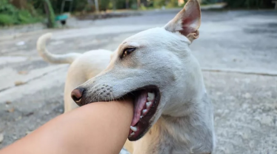 Kasus Gigitan Hewan Penular Rabies Meningkat, Penting Ini Pertolongan Pertama jika Digigit Anjing atau Kucing