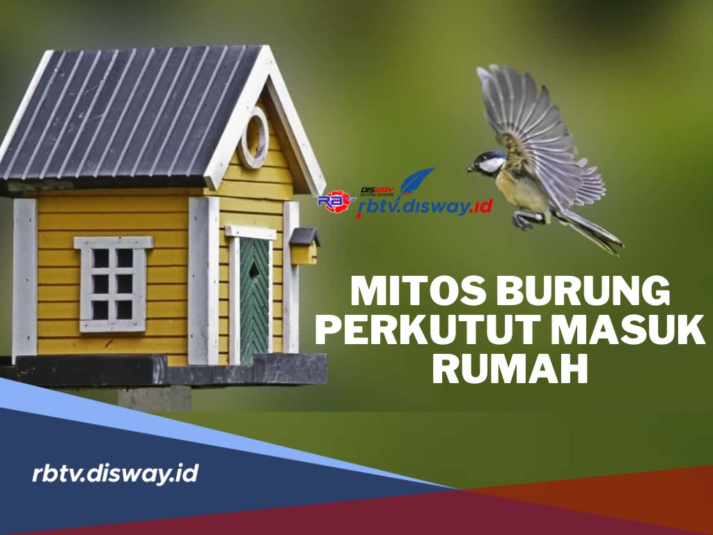 Mitos Burung Perkutut Masuk Rumah, Pertanda Bahaya akan Datang