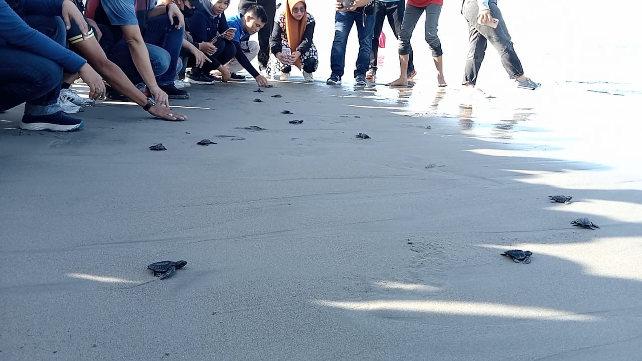 Hari Penyu Sedunia, Lepas 20 Ekor Anak Penyu Sampai Bersihkan Pantai Panjang 