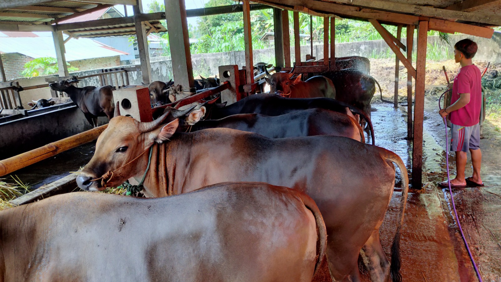 Idul Adha 1445 Hijriah, Kemenag Seluma Catat 1.213 Ekor Hewan Siap Dikurbankan