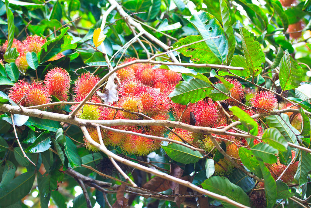 Manfaat Daun Rambutan, Mulai dari Menghilangkan Uban hingga Obat Diabetes, Begini Caranya