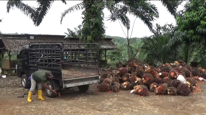 Enam Poktan Bengkulu Utara Tunggu Bantuan Sarpras BPDPKS 