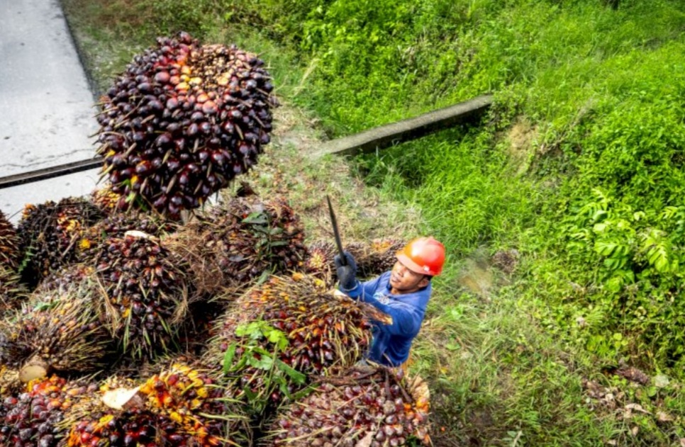 Panas Ekstrem, Petani Sawit Jangan Dulu Lakukan 3 Aktivitas Ini Biar Tidak Rugi