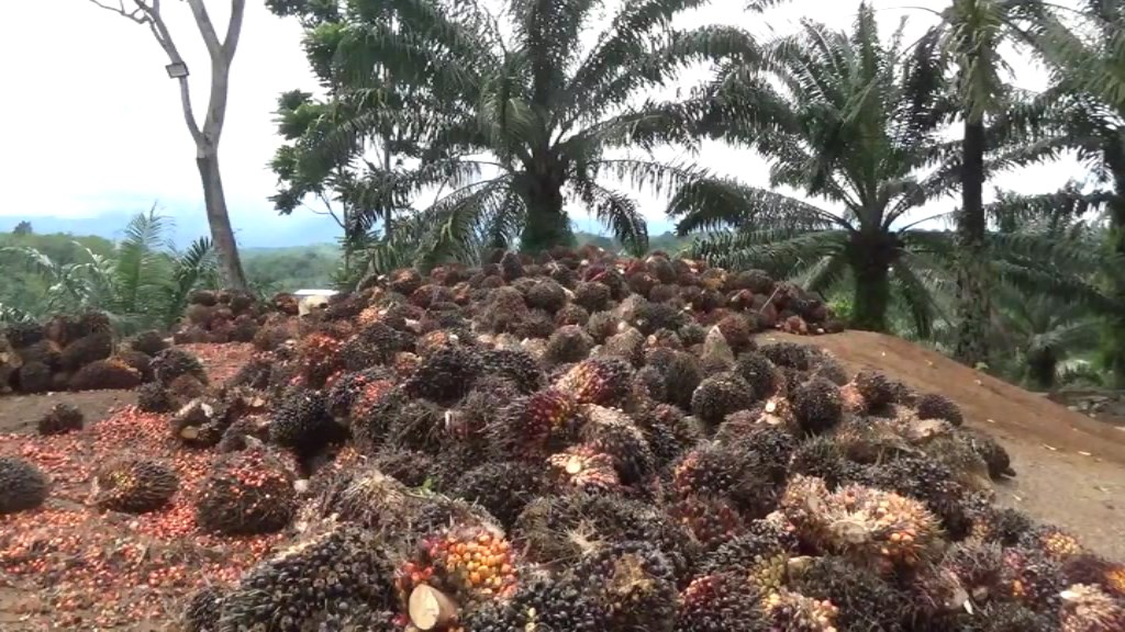 Petani Kelapa Sawit dan Karet Diusulkan Kembali Terima Pupuk Subsidi 