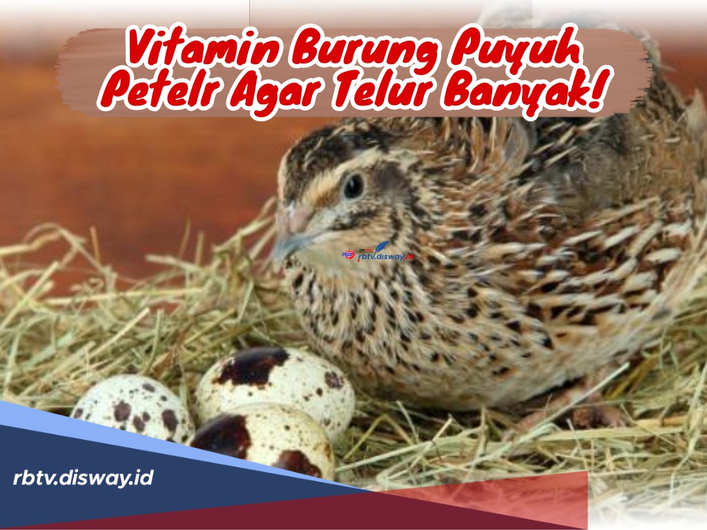 Para Peternak Puyuh Wajib Tahu! Ini Vitamin Burung Puyuh Petelur agar Banyak Telur 