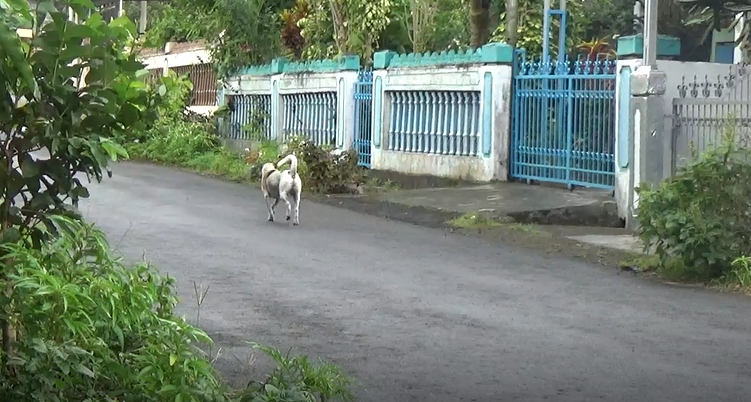 Triwulan Pertama, 37 Kasus Gigitan  Hewan Penular Rabies di Rejang Lebong