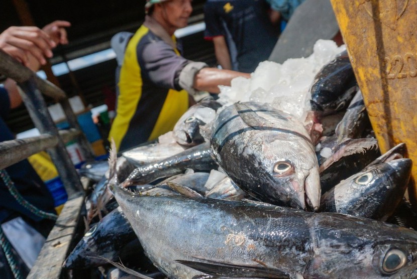 Ikan-ikan Ini Beracun, Jangan Dibeli Apalagi Dimakan, Ikan Tongkol juga Bisa Membuat Keracunan 