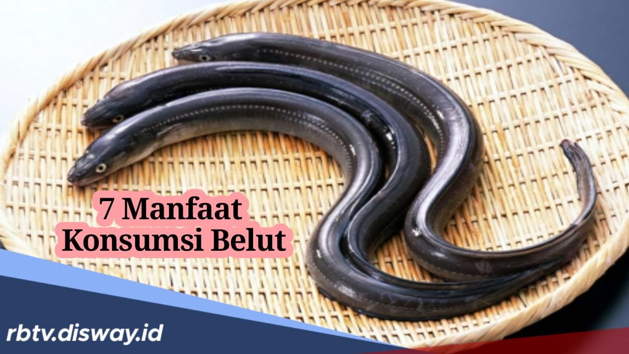 Selain Enak, Ini 7 Manfaat Konsumsi Belut untuk Kesehatan Tubuh, Berani Mencoba?