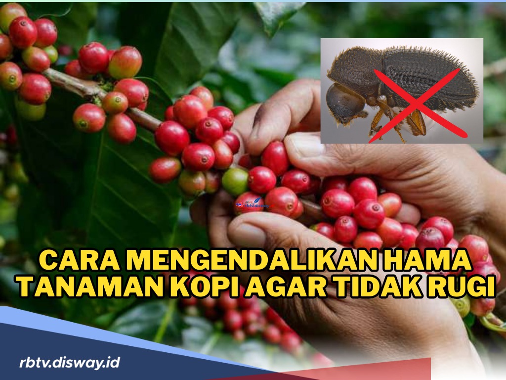 Efektif! Ini Cara Mengendalikan Hama Tanaman Kopi agar Tidak Rugi