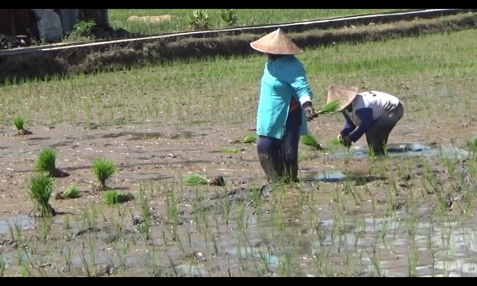 Serapan Pupuk Subsidi Rendah, Petani Banyak Dibantu Pemda 