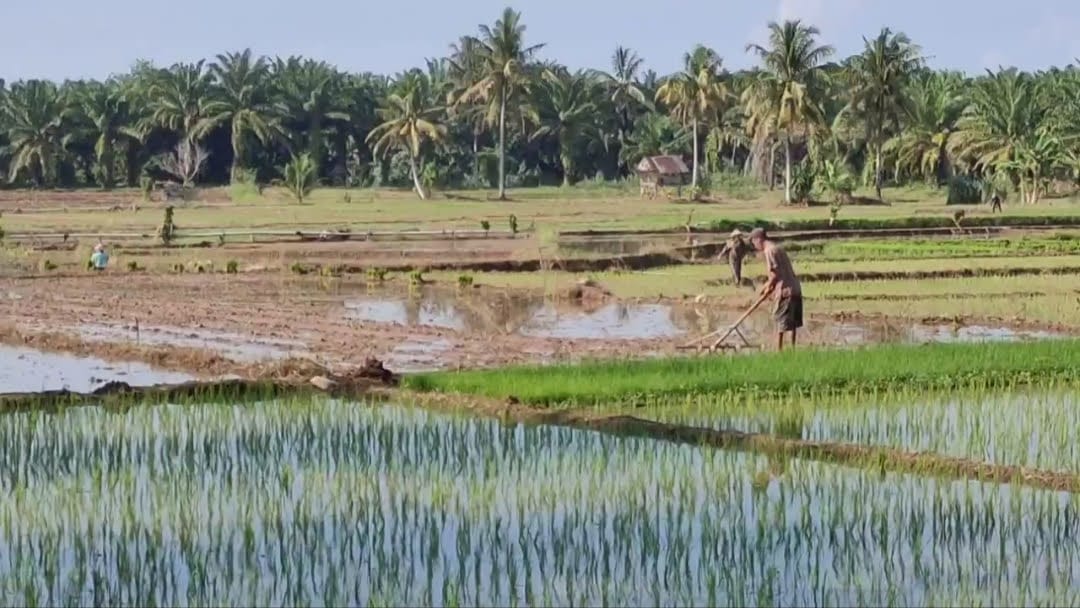 Akibat Gagal Panen, 6.000 Hektare Sawah Diusulkan Terima Benih Padi Gratis