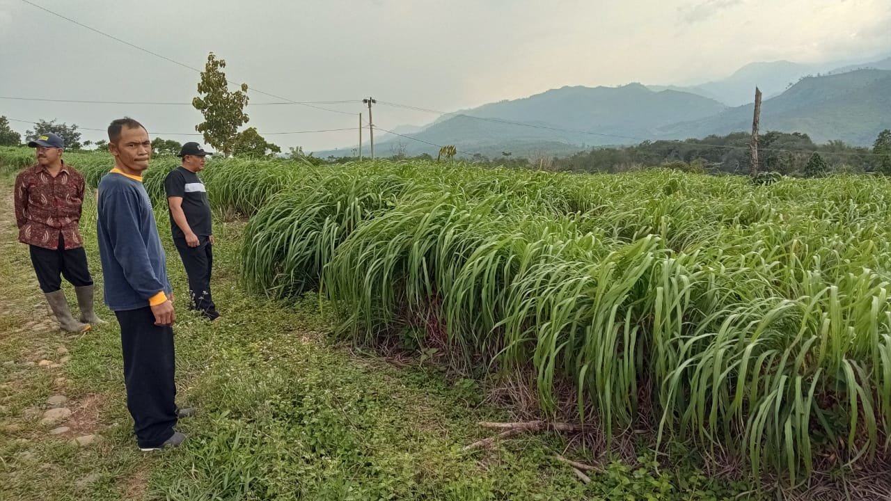 Banyak yang Percaya Tanaman Bumbu Dapur Ini Bisa Mendatangkan Rezeki, Sering Ditanam di Pekarangan Rumah