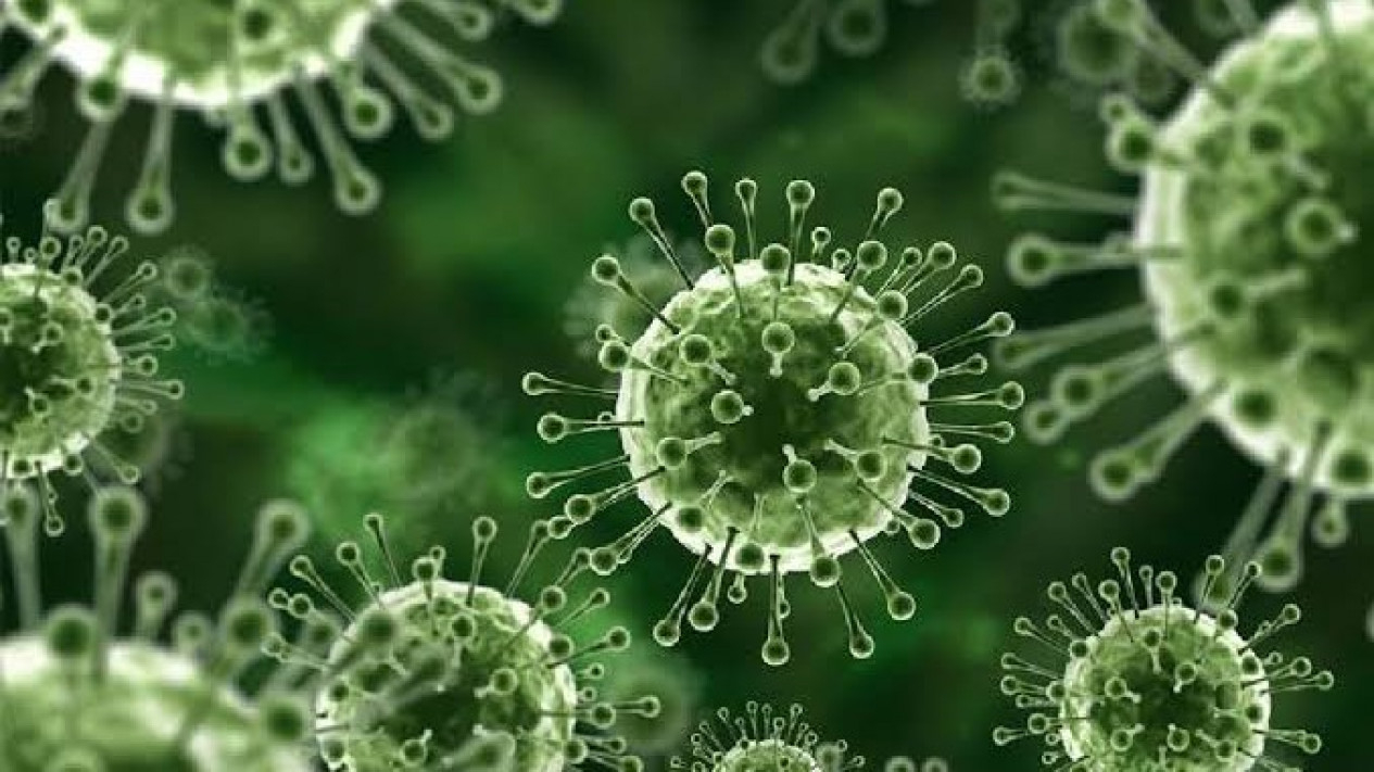 Ancaman Virus Nipah di Depan Mata, Ikuti Cara Berikut agar Tidak Tertular 