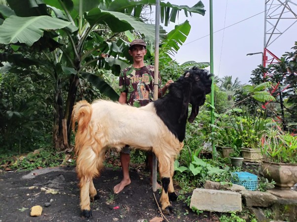 Komitmen Pemberdayaan, BRI Sukses Antarkan Peternak Kambing Kembangkan Usahanya