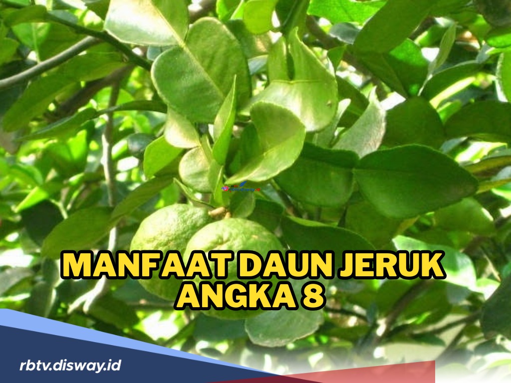 Selain Penambah Aroma Masakan, Ini Manfaat Daun Jeruk Angka 8 yang Jarang Diketahui