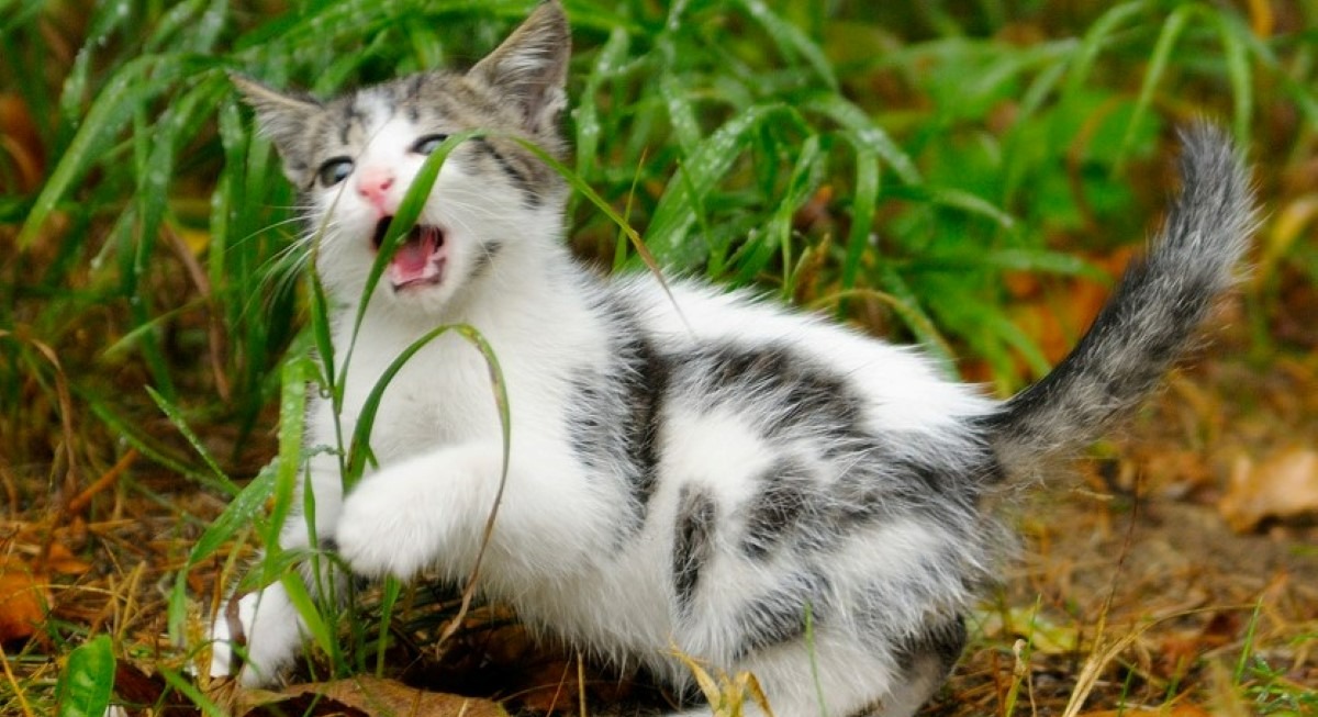 Pernah Lihat Kucing Makan Rumput, Ternyata Oh Ternyata Karena Alasannya Ini