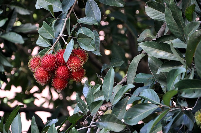 Rahasia Manfaat Daun Rambutan, Minum Rebusannya Sebelum Tidur, Serasa Pengantin Baru Terus