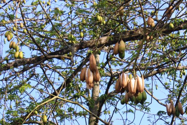 Demam atau Sakit Maag Jangan Dulu Beli Pil, Coba Obati dengan Daun Randu