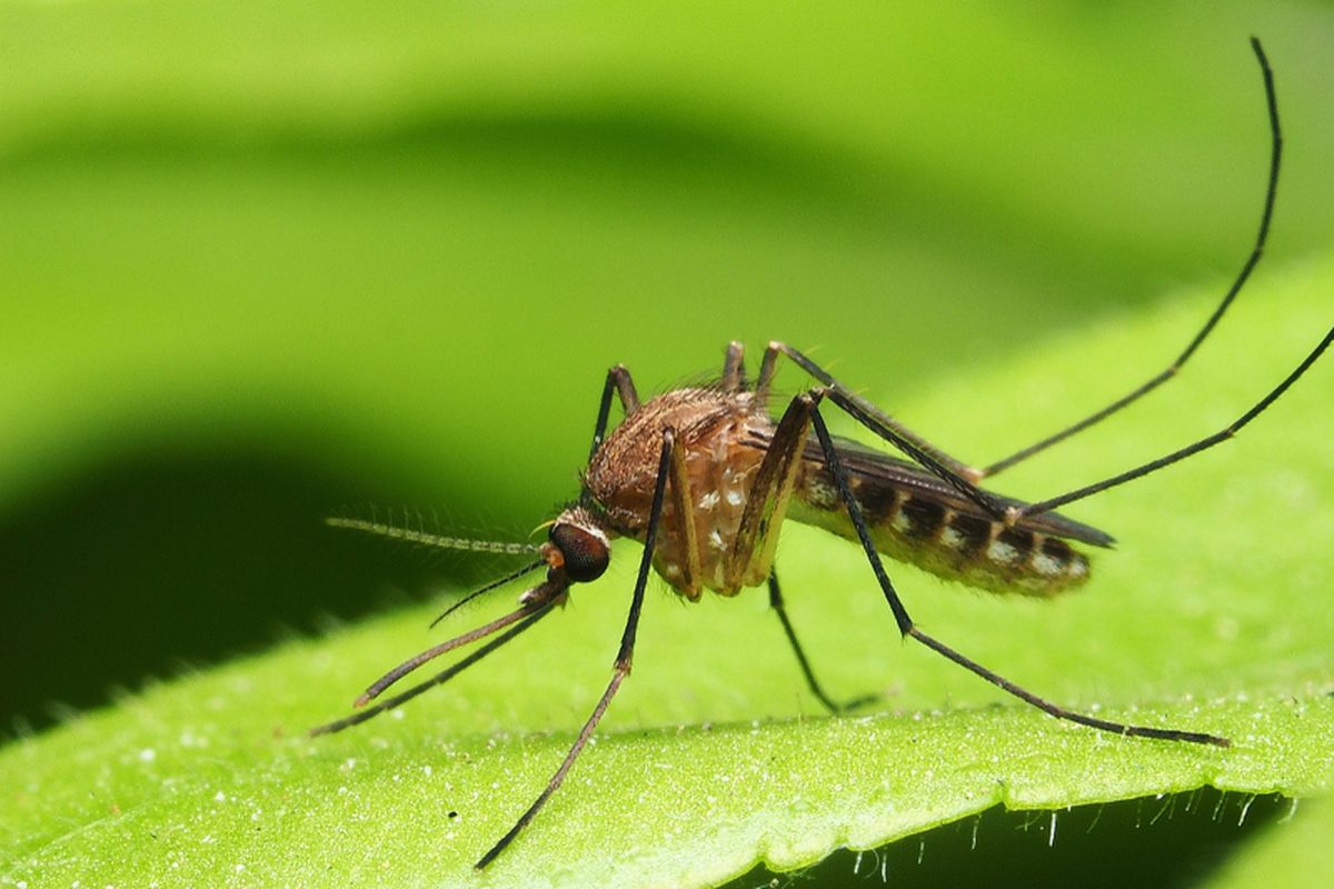 Ngapain Keluar Uang untuk Beli Semprotan, Ini Cara Usir Nyamuk Dengan Serai 