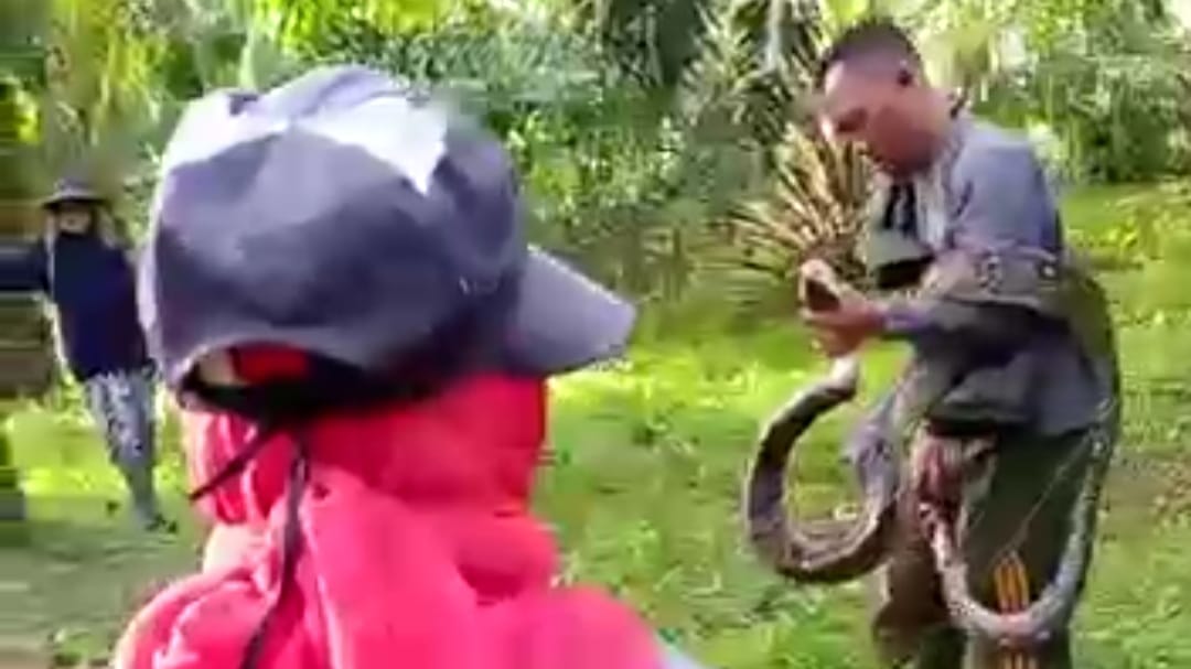 Phyton Sepanjang 3,5 Meter Nyaris Serang Petani