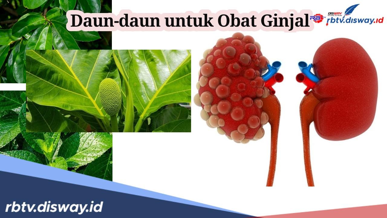 Kurangi Risiko Kematian, Cukup Konsumsi Air Rebusan 4 Daun Ini untuk Obati Ginjal, Seperti Ini Aturan Minumnya