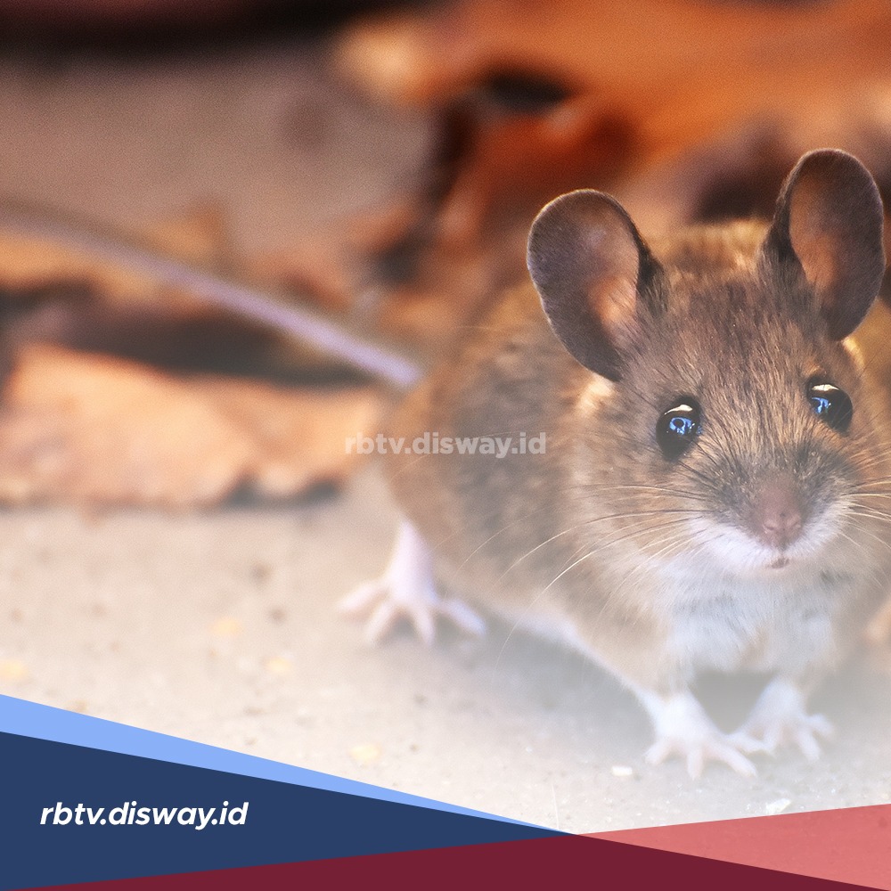 Kalau Mau Pasang Perangkap Tikus, Pancing dengan 5 Makanan Ini 