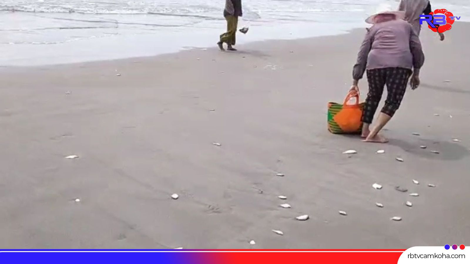 Bukan Fenomena Alam, Ratusan Ekor Ikan Terdampar di Bibir Pantai Indah Mukomuko