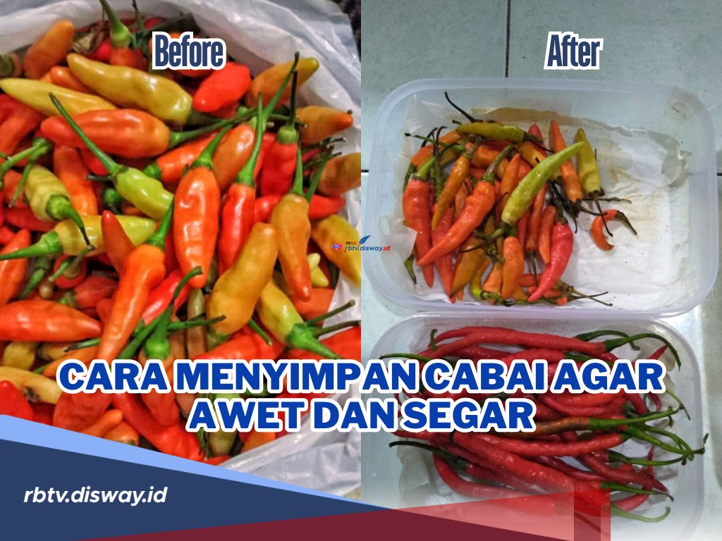 Biar Hemat Jangan Simpan Cabai Asal-asalan, Begini Cara Menyimpannya agar Awet dan Segar