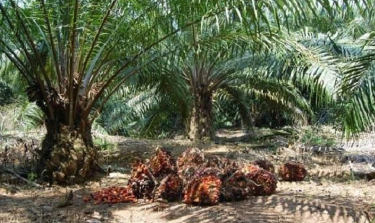 Waduh, Kebun Kas Desa Ujung Padang Mau Dikontrak Rp 50 Juta per Tahun?