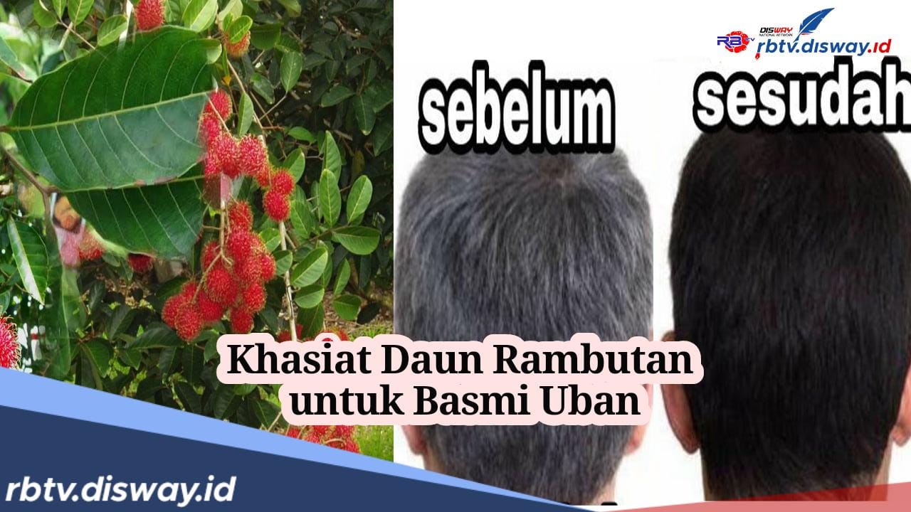 Jangan Rusak Penampilan Kecemu karena Uban, Begini Cara Hitamkan Rambut dengan Daun Rambutan