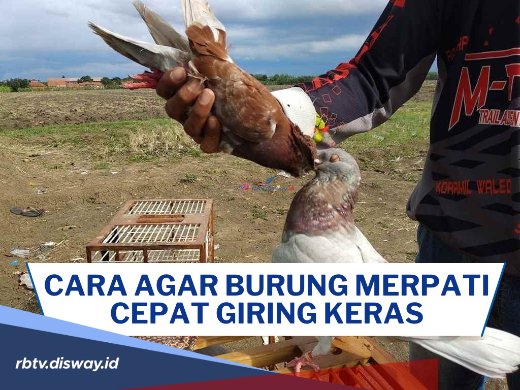 Cukup dengan Waktu 1 Menit, Begini Cara agar Burung Merpati Cepat Giring Keras