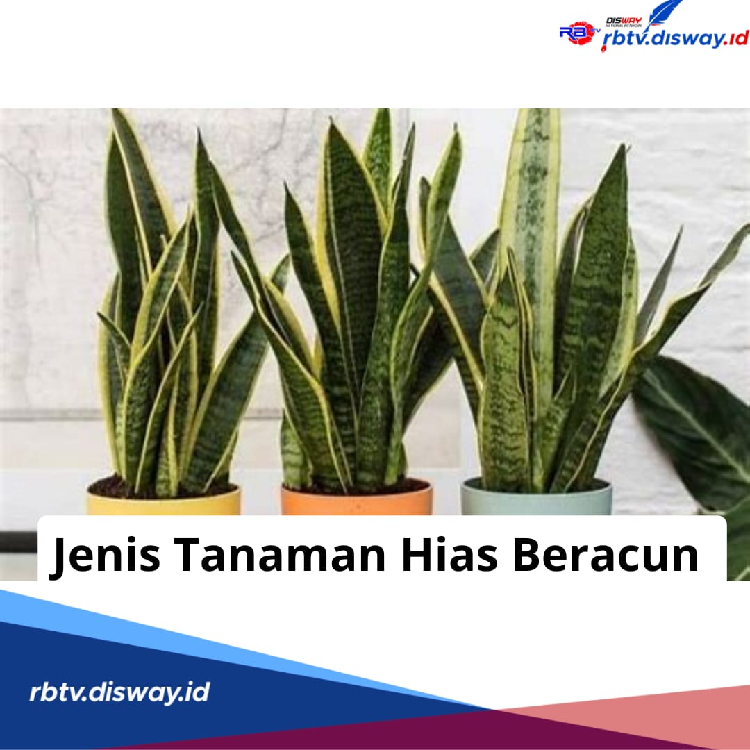 Sering Ditanam di Pekarangan Rumah, Ternyata 15 Jenis Tanaman Hias Ini Beracun, Hati-hati Merawatnya!