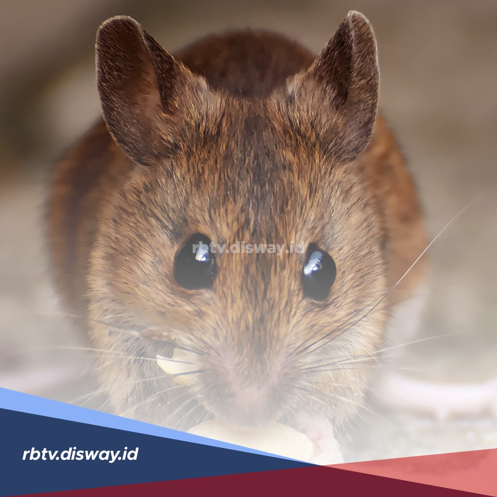 Pakai 14 Bahan Ini, Tikus Tidak akan Berani Masuk Rumah