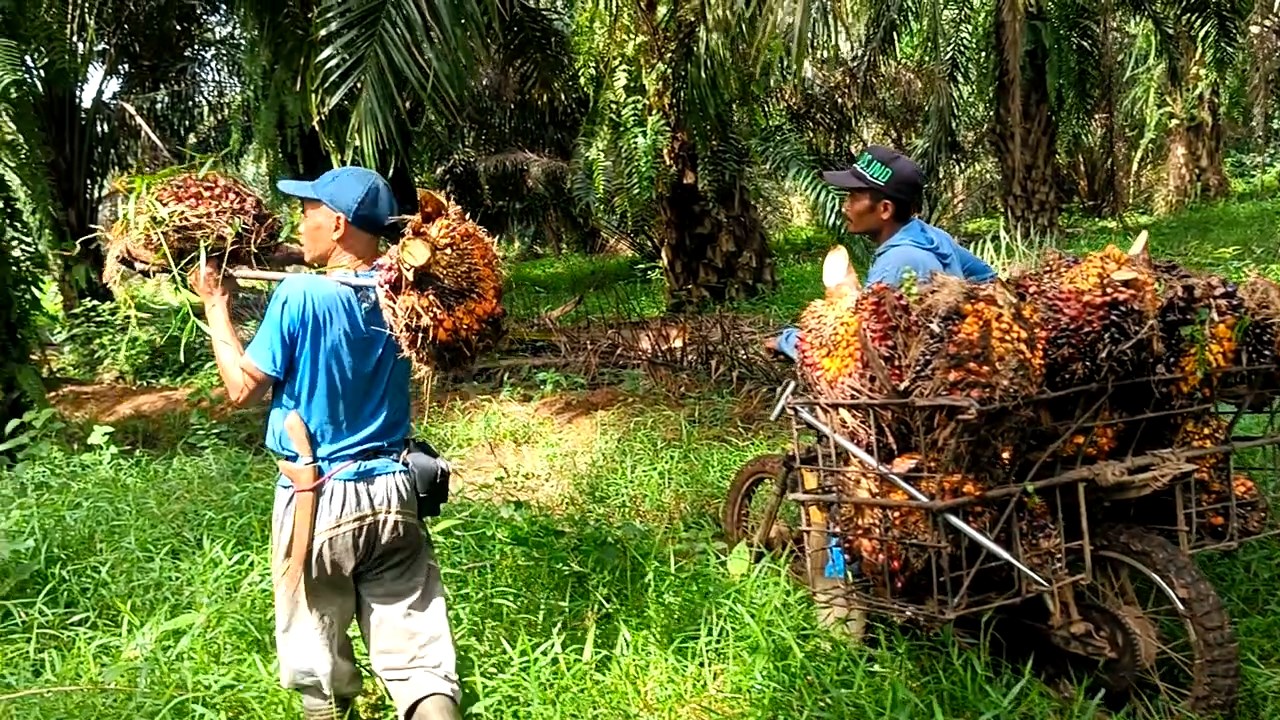 Pencurian TBS Kelapa Sawit di Seluma Mulai Rawan, Ini yang Dilakukan Petani