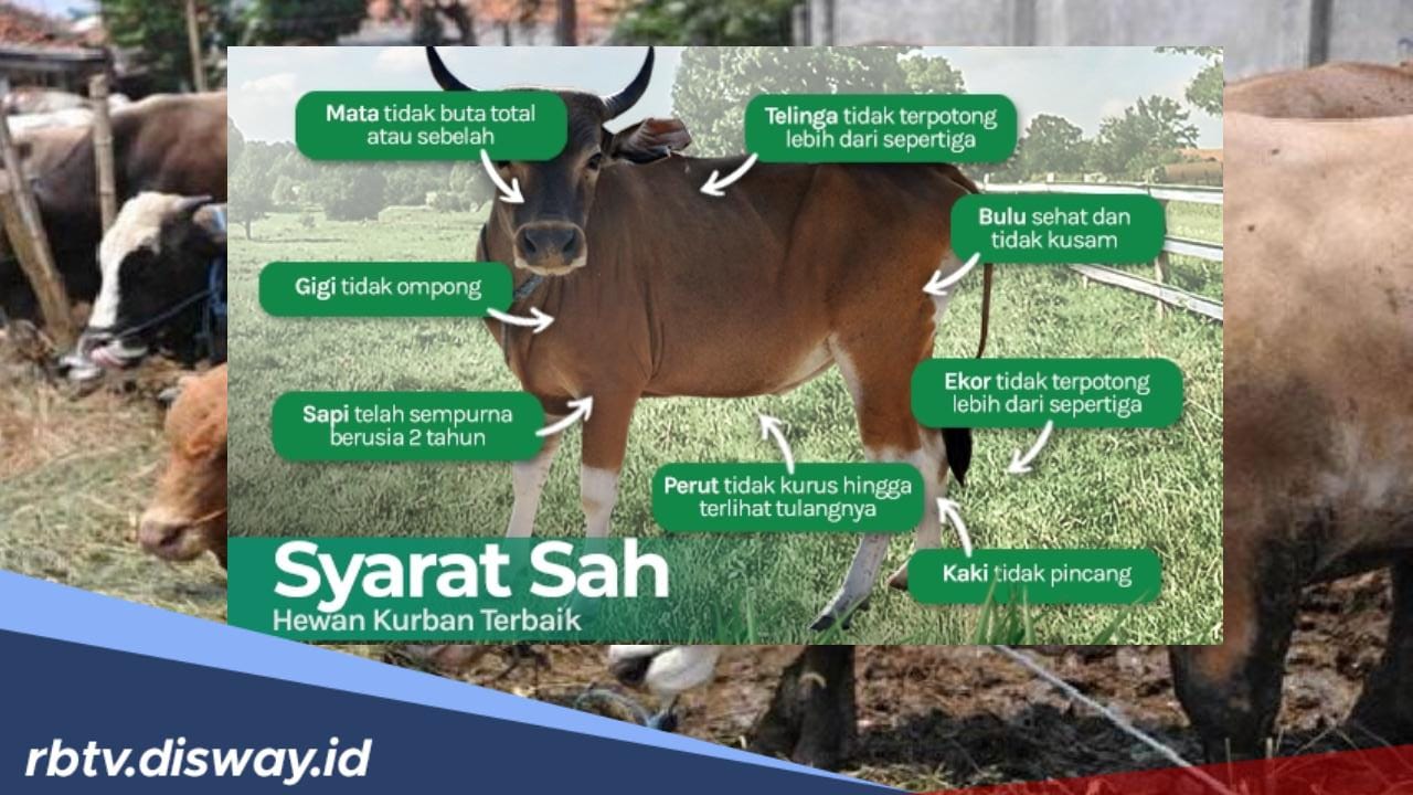 Jangan Sampai Salah, Ini Syarat Hewan yang Boleh Dijadikan Qurban Menurut Hadits