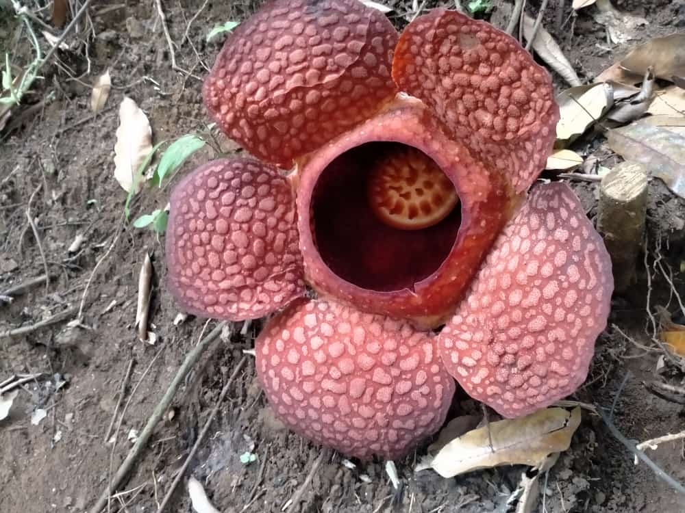 Sangat Elok! Rafflesia Kemumu Mekar Sempurna di Bengkulu Utara