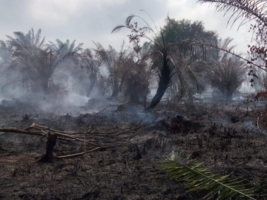 Kebakaran Lahan Gambut Lahap 10 Hektare Kebun Kelapa Sawit di Ilir Talo Seluma 