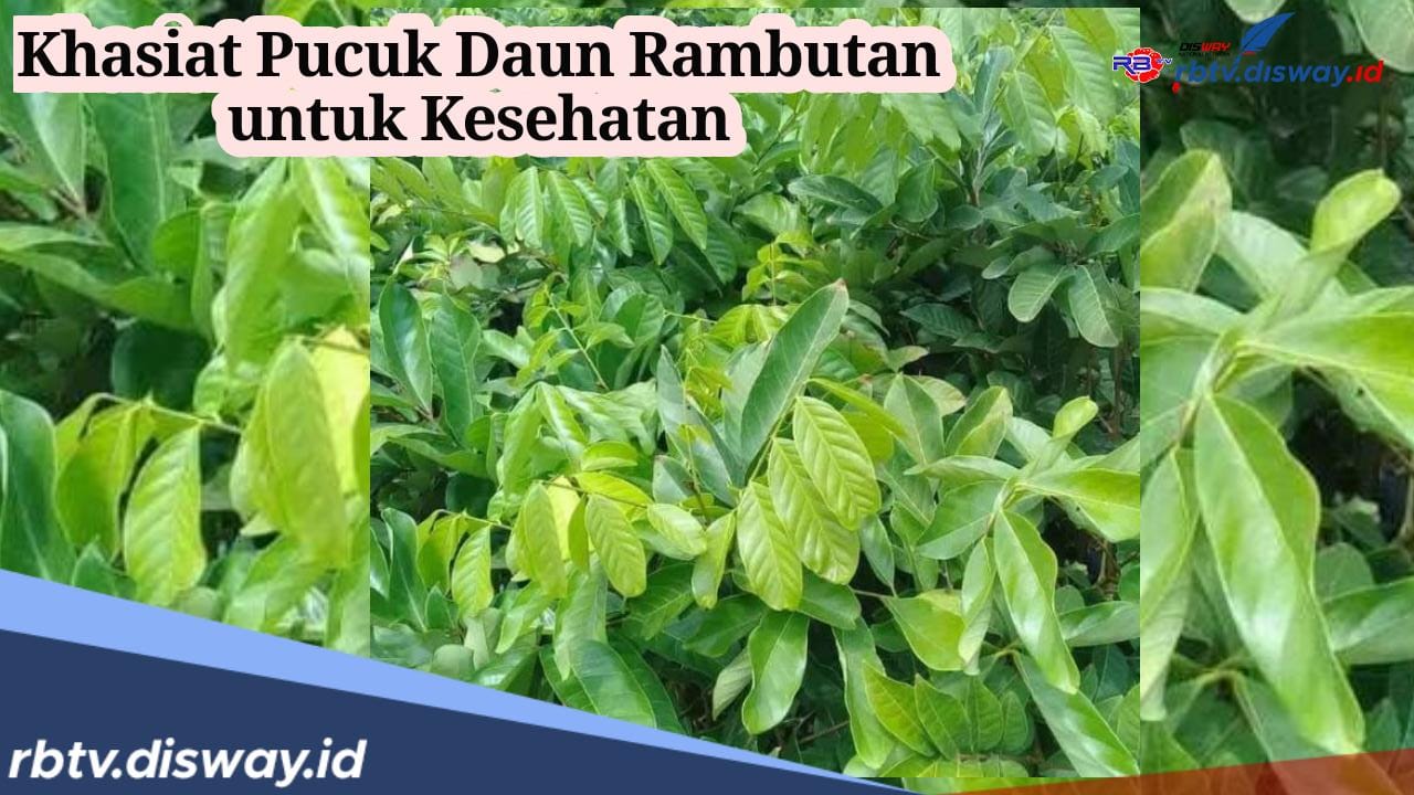 Khasiat Pucuk Daun Rambutan untuk Turunkan Demam Panas, Begini Cara Mengolahnya