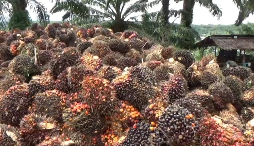 Ada Bantuan Untuk Petani Sawit, Jumlahnya Rp 25-30 Juta per Hektare