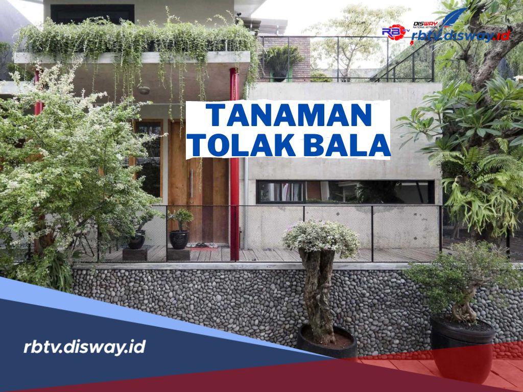 4 Tanaman Tolak Bala Menurut Feng Shui, Nomor 2 Banyak Ditanam di Rumah