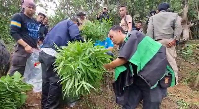  4 Orang Diperiksa Terkait Temuan Ladang Ganja, Termasuk Kepala Desa