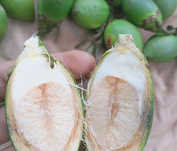 Ketahui 6 Manfaat Mengonsumsi Pinang Muda untuk Kesehatan Tubuh, Bisa Melawan Kanker