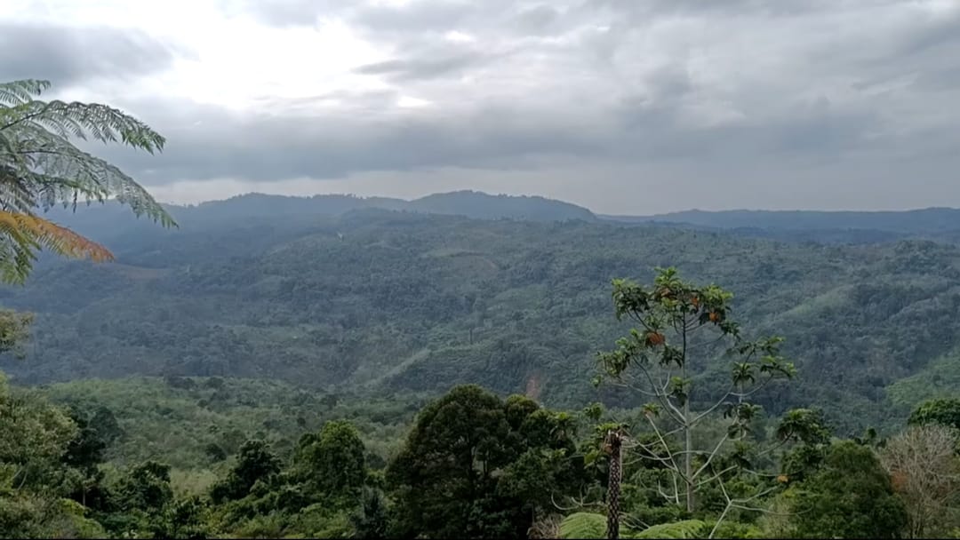 Harta Karun di Bukit Sanggul, Selain Emas Juga Simpan Perak 2,7 Juta Onstroy