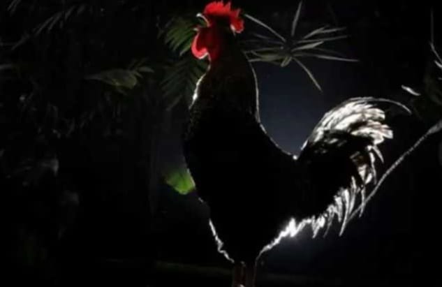 Ayam Berkokok Tengah Malam Pertanda Apa? Ini Sabda Rasulullah dan Doa yang Dianjurkan