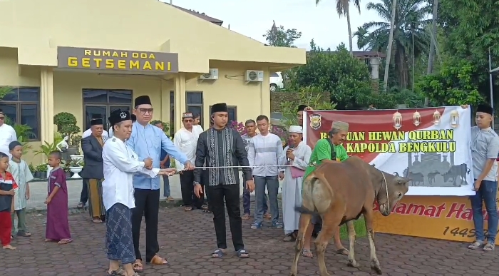 Polda Bengkulu Kurban 28 Ekor Sapi dan 7 Ekor Kambing, Kapolda dan Wakapolda Sumbangkan Sapi Limosin 